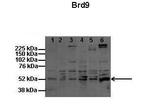 BRD9 Polyclonal Antibody