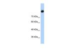 C2 Polyclonal Antibody