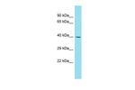 C7orf26 Polyclonal Antibody