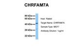 CHRFAM7A Polyclonal Antibody
