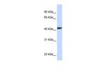 CLN8 Polyclonal Antibody