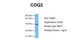 COQ2 Antibody in Western Blot (WB)