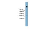 GP340 Antibody in Western Blot (WB)