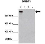 GP340 Polyclonal Antibody