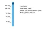 GP340 Antibody in Western Blot (WB)