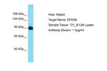 EFR3B Polyclonal Antibody