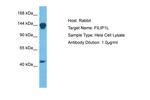 FILIP1L Antibody in Western Blot (WB)