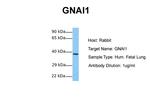 GNAI1 Polyclonal Antibody