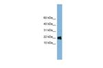 GOLGA7 Polyclonal Antibody