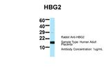 HBG2 Polyclonal Antibody