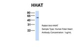 HHAT Antibody in Western Blot (WB)