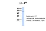 HHAT Antibody in Western Blot (WB)