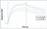 Ifi204 Antibody in Surface plasmon resonance (SPR)