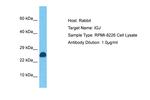 J Chain Polyclonal Antibody