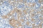 VIP36 Antibody in Immunohistochemistry (IHC)