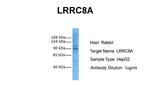LRRC8A Polyclonal Antibody