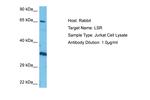 LSR Polyclonal Antibody