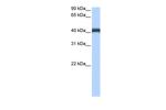MFSD3 Polyclonal Antibody