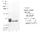 MPST Polyclonal Antibody