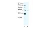 NFIC Polyclonal Antibody