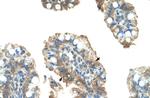 PARP6 Antibody in Immunohistochemistry (IHC)