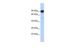 RFX4 Polyclonal Antibody