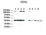 RNF128 Polyclonal Antibody