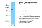 SLC15A4 Antibody in Western Blot (WB)