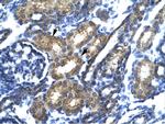 SP140 Antibody in Immunohistochemistry (Paraffin) (IHC (P))
