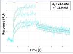 SPRR1B Antibody in Surface plasmon resonance (SPR)