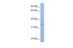 SIA7C Polyclonal Antibody