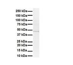 STAMBPL1 Antibody in Western Blot (WB)