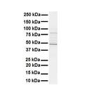 STAMBPL1 Polyclonal Antibody