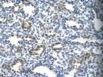 SUV39H1 Antibody in Immunohistochemistry (Paraffin) (IHC (P))