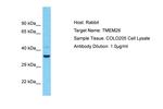 TMEM26 Polyclonal Antibody