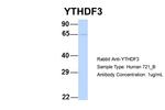 YTHDF3 Antibody in Western Blot (WB)