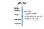 ZFP36 Polyclonal Antibody
