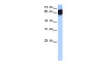 ZNF90 Polyclonal Antibody
