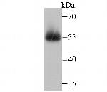 miRFP703 Polyclonal Antibody
