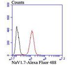 SCN9A Antibody in Flow Cytometry (Flow)