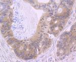 NOD3 Antibody in Immunohistochemistry (Paraffin) (IHC (P))