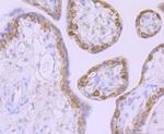 MSI2 Antibody in Immunohistochemistry (Paraffin) (IHC (P))