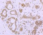 MSI2 Antibody in Immunohistochemistry (Paraffin) (IHC (P))