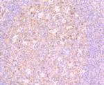 4EBP1 Antibody in Immunohistochemistry (Paraffin) (IHC (P))