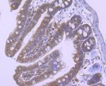 NOD3 Antibody in Immunohistochemistry (Paraffin) (IHC (P))