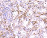 NOD3 Antibody in Immunohistochemistry (Paraffin) (IHC (P))