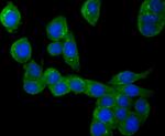 NLRP3 Antibody in Immunocytochemistry (ICC/IF)