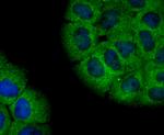 NLRP3 Antibody in Immunocytochemistry (ICC/IF)