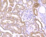 NLRP3 Antibody in Immunohistochemistry (Paraffin) (IHC (P))
