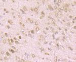 NLRP3 Antibody in Immunohistochemistry (Paraffin) (IHC (P))